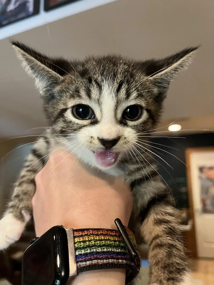 A baby medium-sized male Gray & White Domestic Short Hair cat named Coda for adoption in Emerald Isle, NC