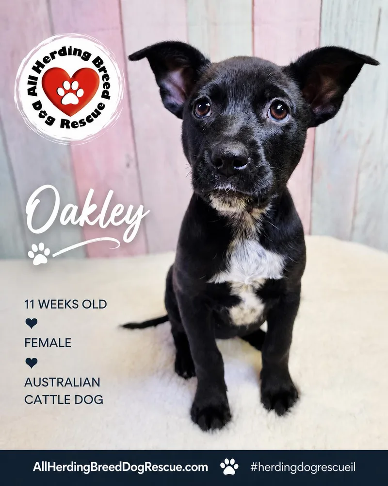 Oakley
