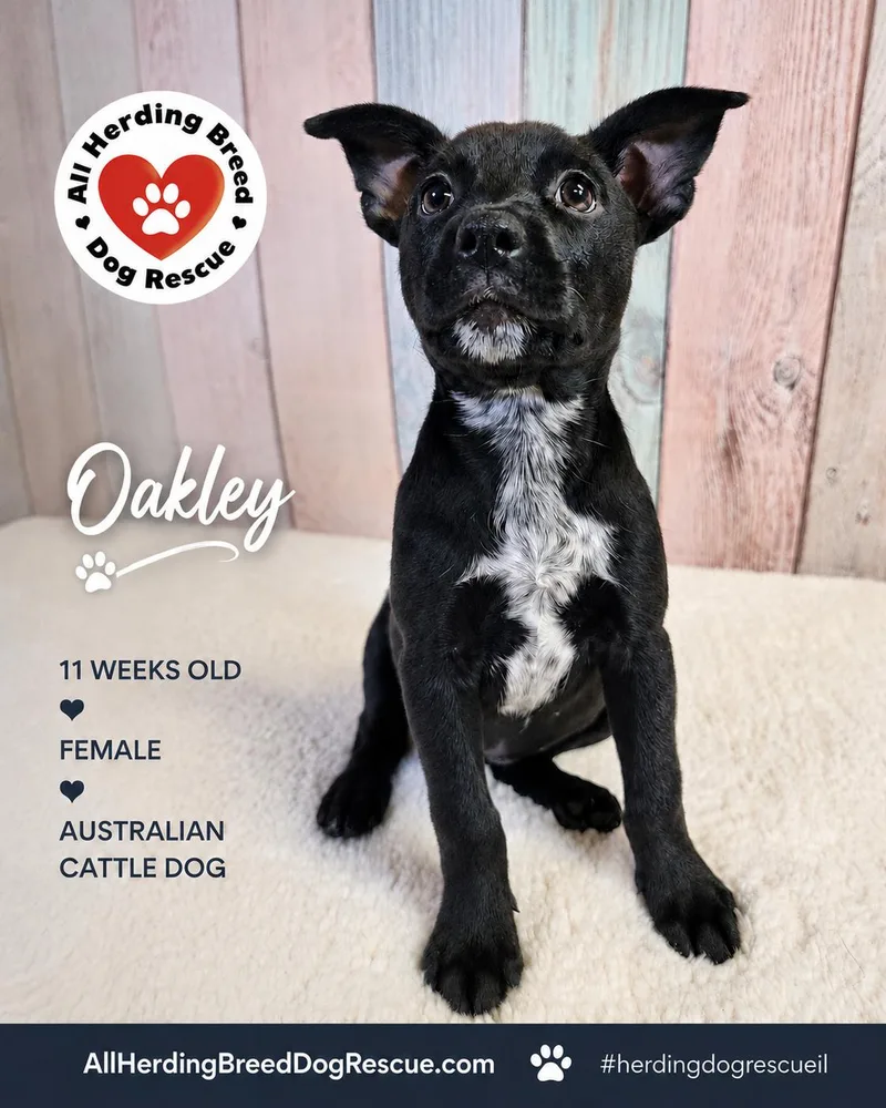 Oakley thumbnail 2