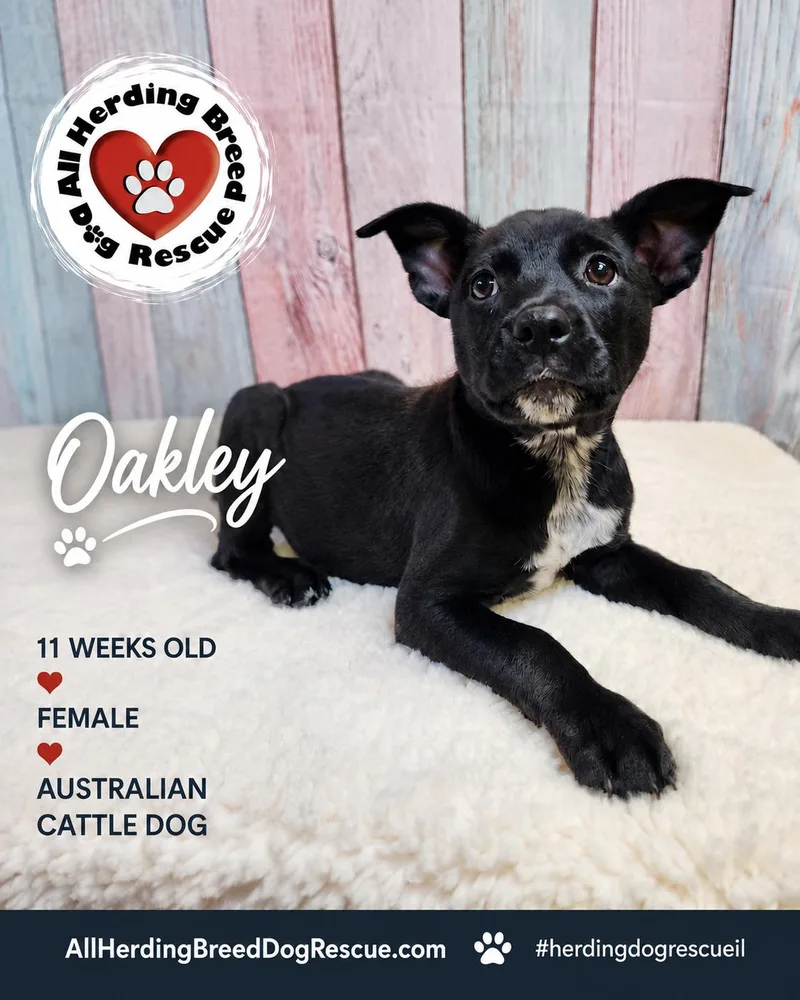Oakley thumbnail 3