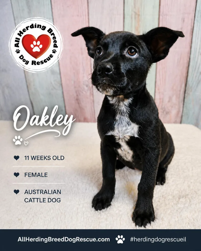 Oakley thumbnail 4