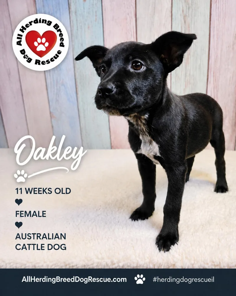 Oakley thumbnail 5