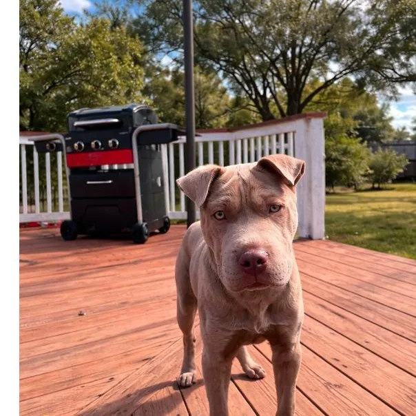 A young medium-sized male Shar-Pei dog named Magnus for adoption in Winter haven, FL