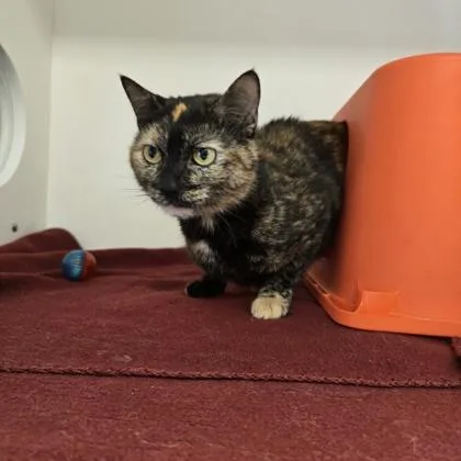 A young small-sized female Domestic Short Hair cat named Toaster Strudel for adoption in Janesville, WI