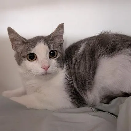 A young small-sized female Domestic Short Hair cat named Edwina for adoption in Birdsboro, PA