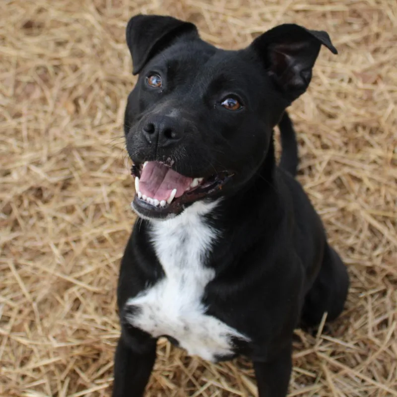 An adult medium-sized female Black Labrador Retriever dog named Nissan for adoption in Valley, AL