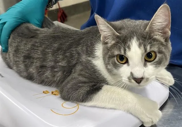 A young large-sized female Domestic Short Hair cat named Arlie for adoption in Upper Marlboro, MD
