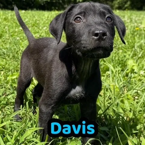 Davis