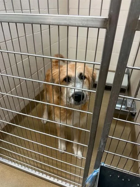 A young large-sized male Irish Wolfhound dog named Diesel for adoption in Belleville, IL