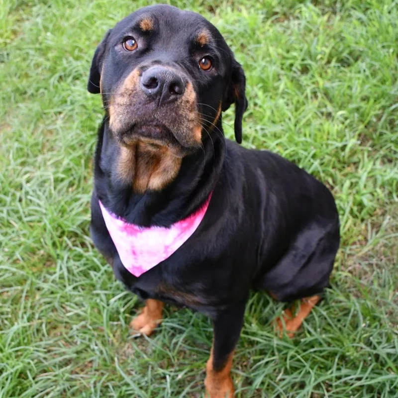 Lady