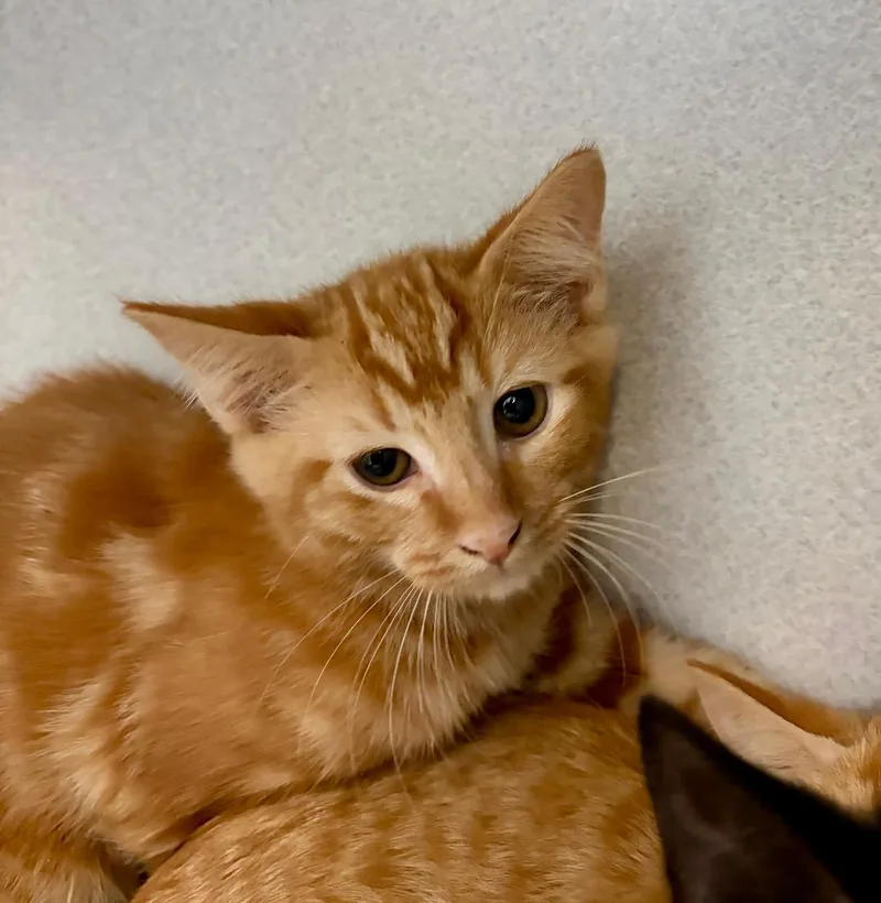 A baby medium-sized male Orange / Red Domestic Short Hair cat named Shaggy for adoption in Winter Haven, FL