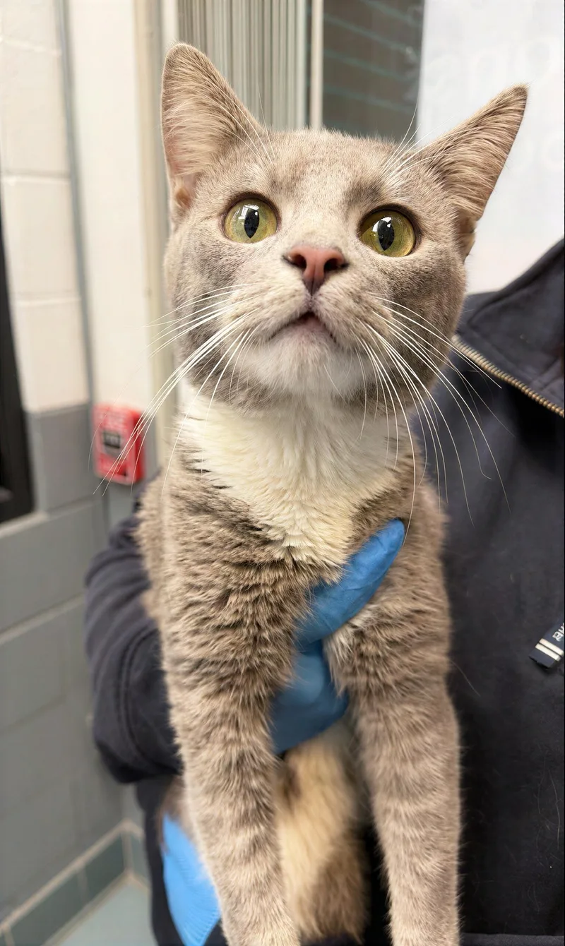 An adult medium-sized male Gray & White Domestic Short Hair cat named Hankie for adoption in Nashville, TN