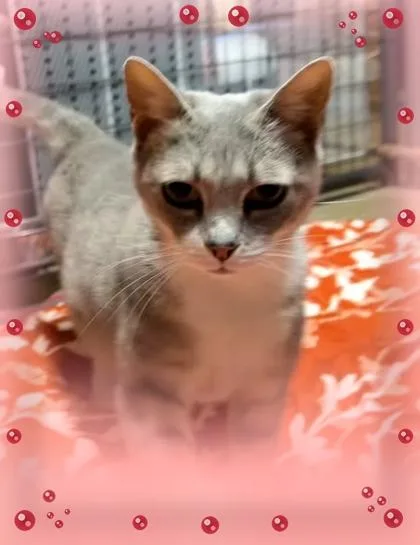 A young small-sized female Domestic Short Hair cat named Boba for adoption in Wilkesboro, NC