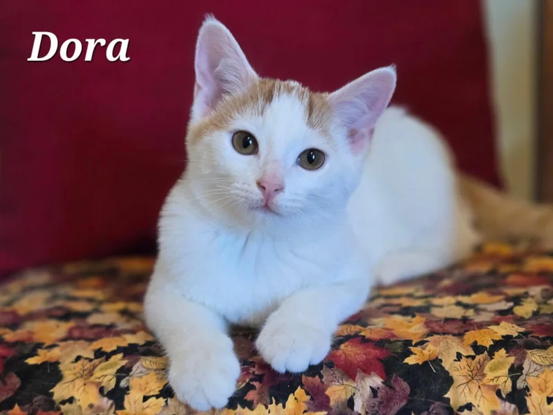 A young medium-sized female Orange & White Domestic Short Hair cat named Dora for adoption in Woodsfield, OH