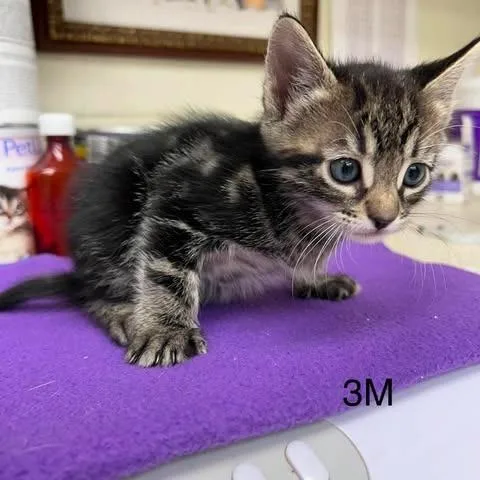 A baby small-sized male Domestic Medium Hair cat named Dune for adoption in Leander, TX
