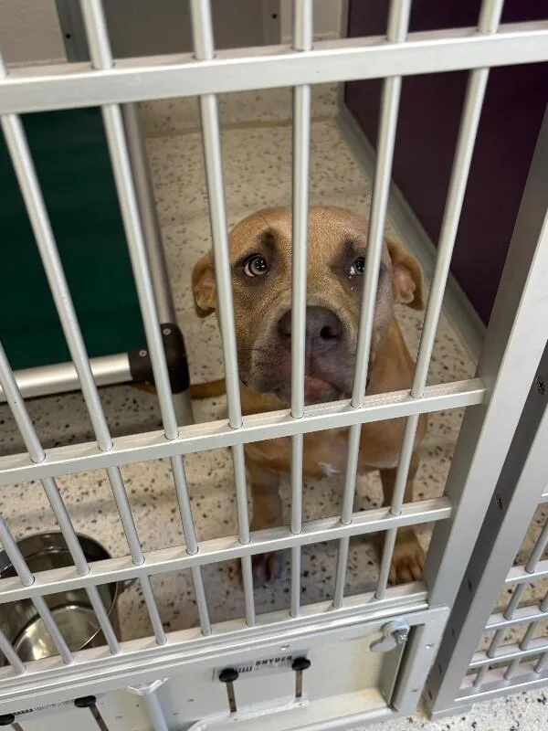 An adult medium-sized female Yellow / Tan / Blond / Fawn Pit Bull Terrier dog named Baby for adoption in Providence Forge, VA