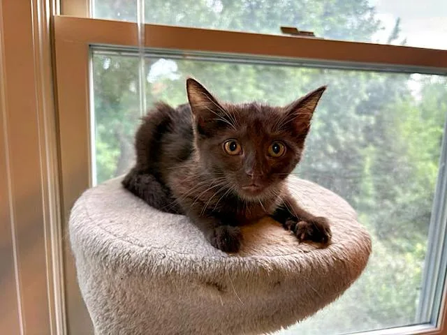 A baby medium-sized female Brown / Chocolate Domestic Short Hair cat named Jordana for adoption in Pittsburgh, PA