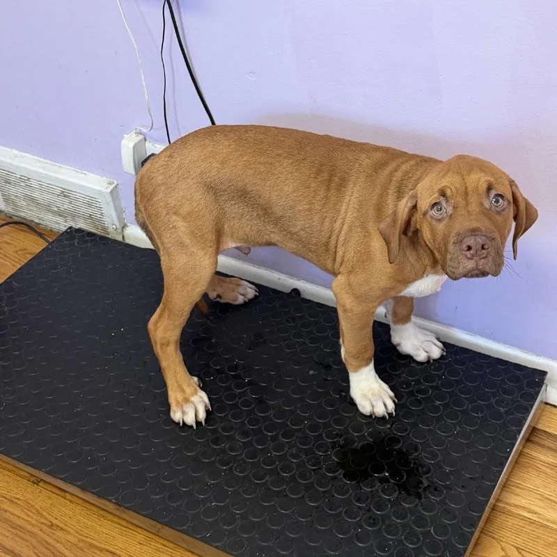 A baby medium-sized male Brown / Chocolate Mastiff dog named Big Brown for adoption in Northbrook, IL