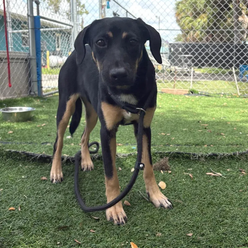 A baby medium-sized female Black Hound dog named Tamera for adoption in Port Richey, FL