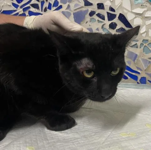 A young medium-sized male Domestic Short Hair cat named Kevin James for adoption in Pensacola, FL