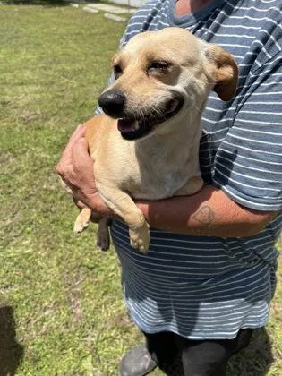 An adult small-sized female Chihuahua dog named Sandra Lee for adoption in Gainesville, FL