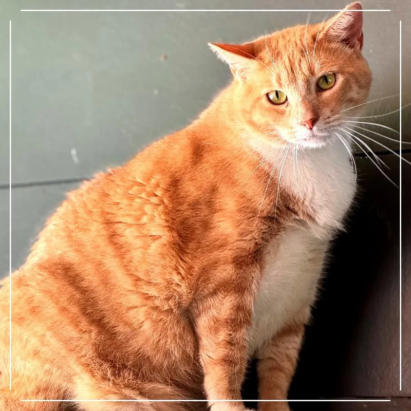 An adult extra large-sized male Domestic Short Hair cat named Sunny for adoption in Cumming, GA