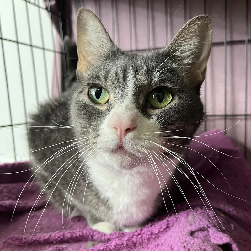 An adult large-sized female Gray & White Domestic Short Hair cat named Star for adoption in Columbus, OH