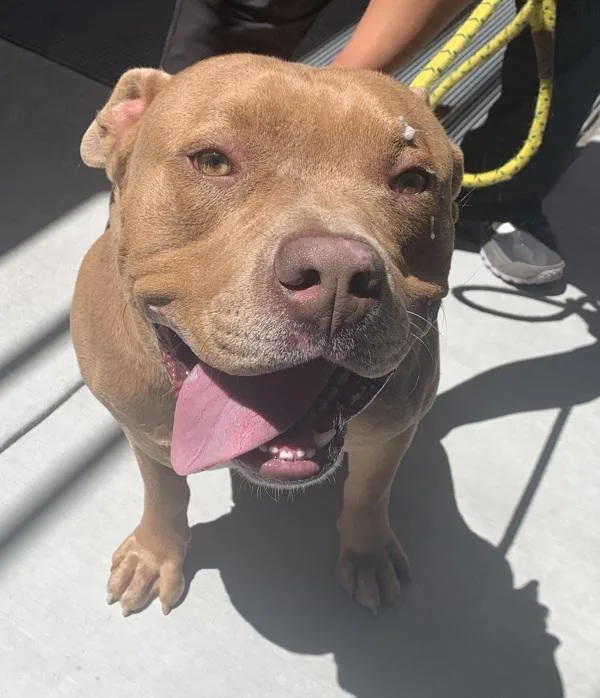 An adult extra large-sized male Pit Bull Terrier dog named Coffee for adoption in Monterey, CA