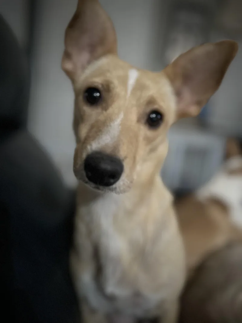 A young medium-sized female Chihuahua dog named Windy for adoption in Windsor, CO
