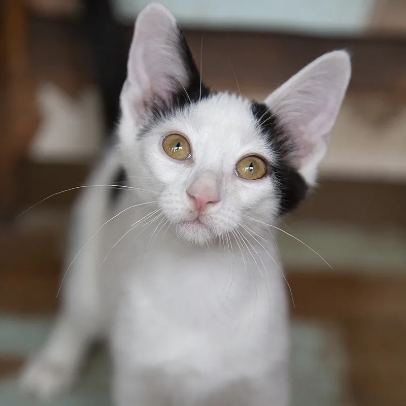A young medium-sized female Black & White / Tuxedo Domestic Short Hair cat named Bizzy for adoption in Chicago, IL