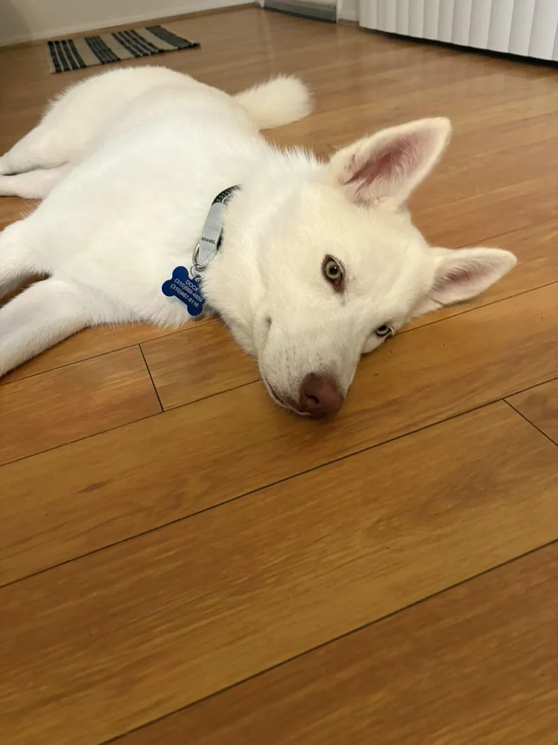 A young large-sized male White / Cream Siberian Husky dog named Doc for adoption in Studio City, CA