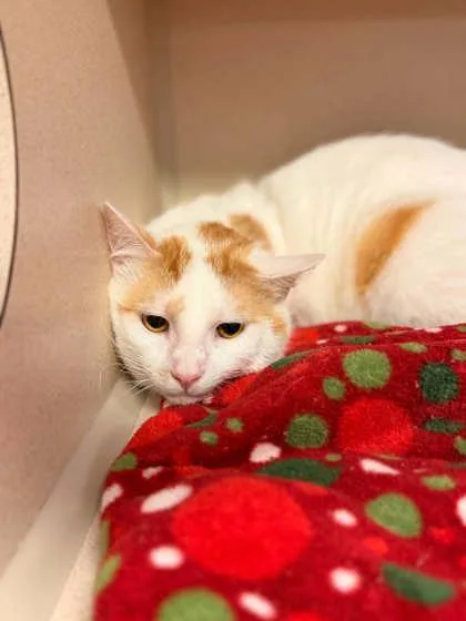 An adult medium-sized male Domestic Short Hair cat named Bob for adoption in Bowling Green, KY