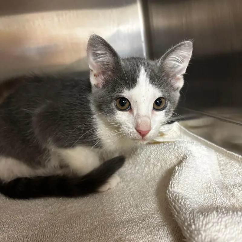A baby small-sized male Gray / Blue / Silver Domestic Short Hair cat named Torta for adoption in Ottawa, KS