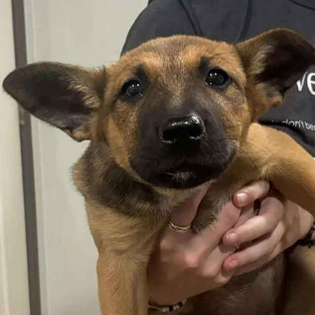 A baby small-sized female Brown / Chocolate Australian Cattle Dog / Blue Heeler dog named Mocha for adoption in Buchanan Dam, TX
