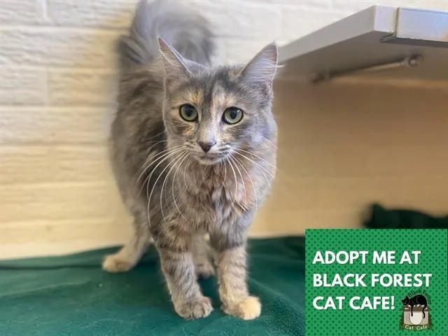 A young small-sized female Domestic Medium Hair cat named Snuggles for adoption in Fort Wayne, IN