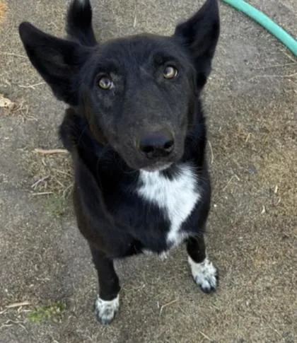 An adult large-sized female Border Collie dog named Zara for adoption in Fresno, CA