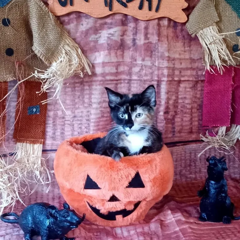A baby small-sized female Tortoiseshell Domestic Short Hair cat named Calyssa for adoption in Kittanning, PA