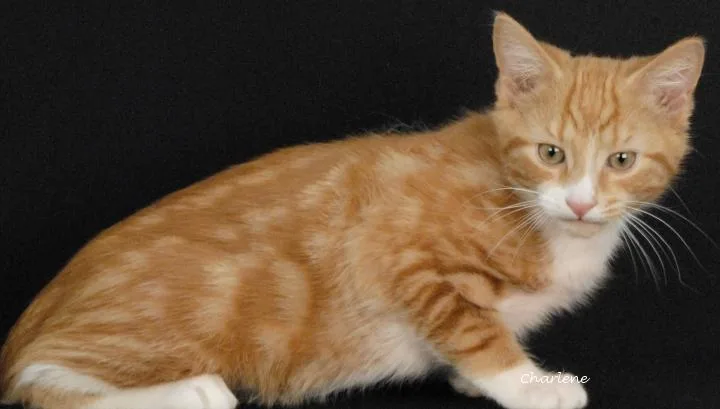 Hubba Bubba thumbnail 2