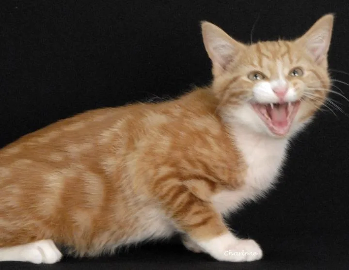 Hubba Bubba thumbnail 3