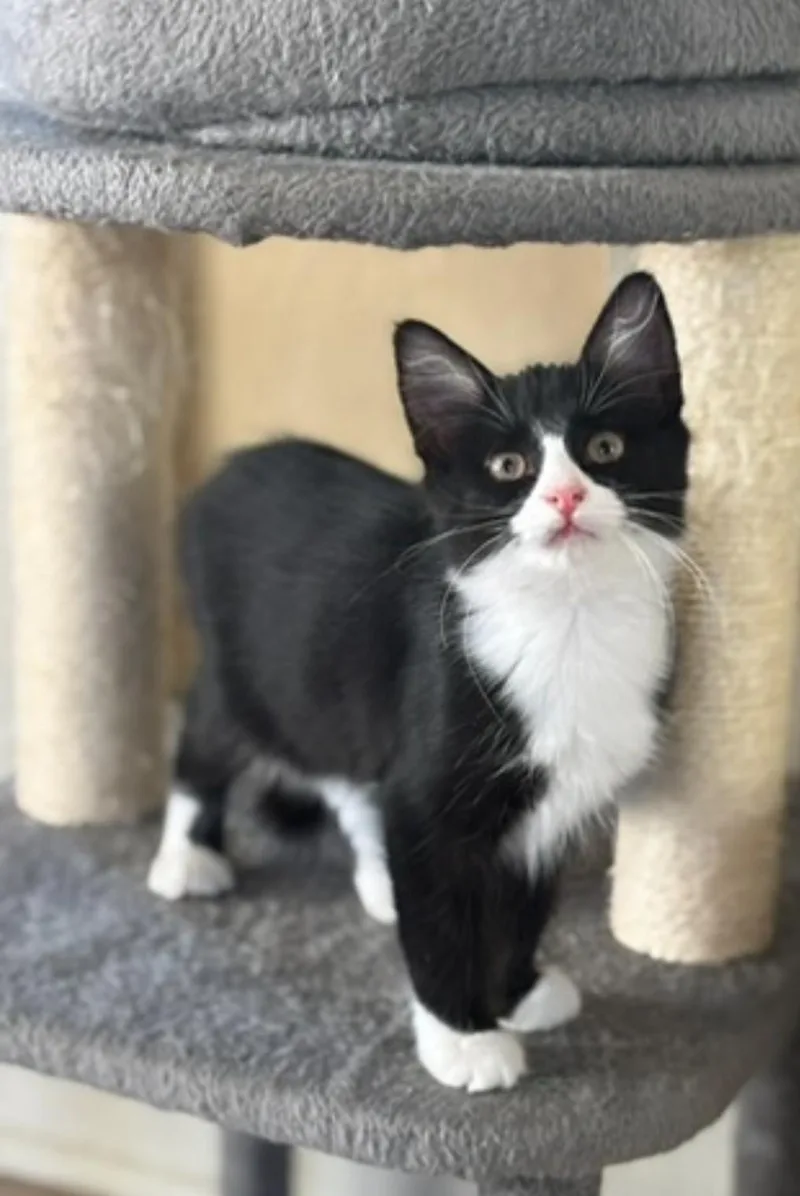 A baby small-sized female Black & White / Tuxedo Domestic Medium Hair cat named Skipper for adoption in Statesboro, GA