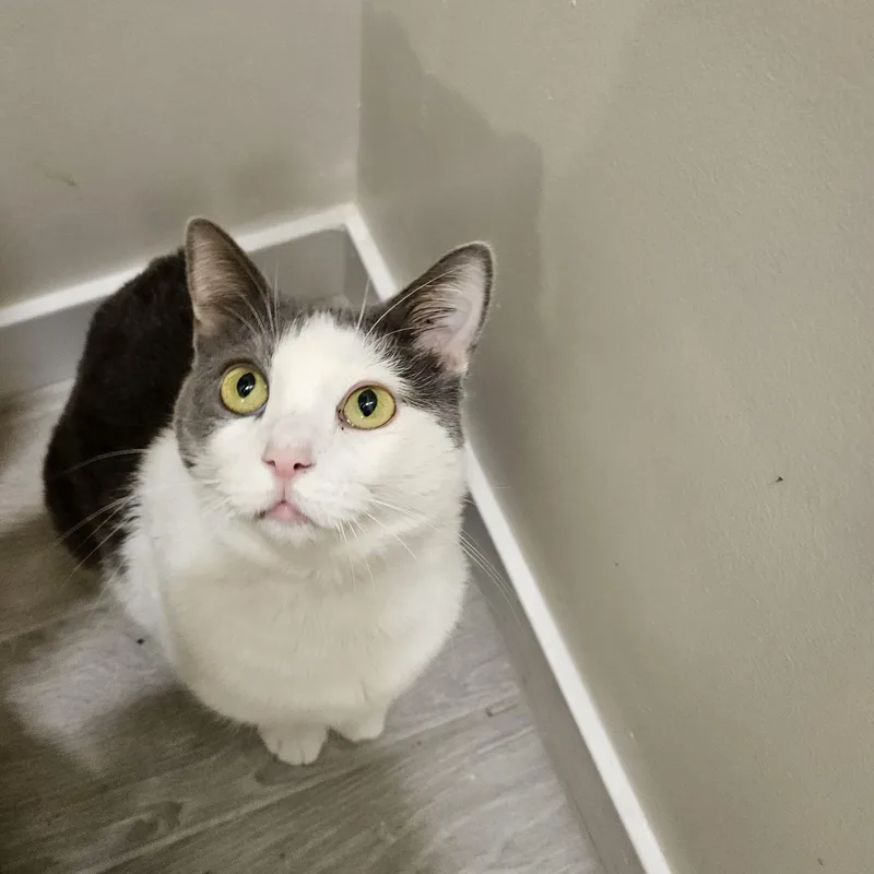 An adult large-sized female Gray & White Domestic Short Hair cat named Buttercup for adoption in SCOTTSDALE, AZ