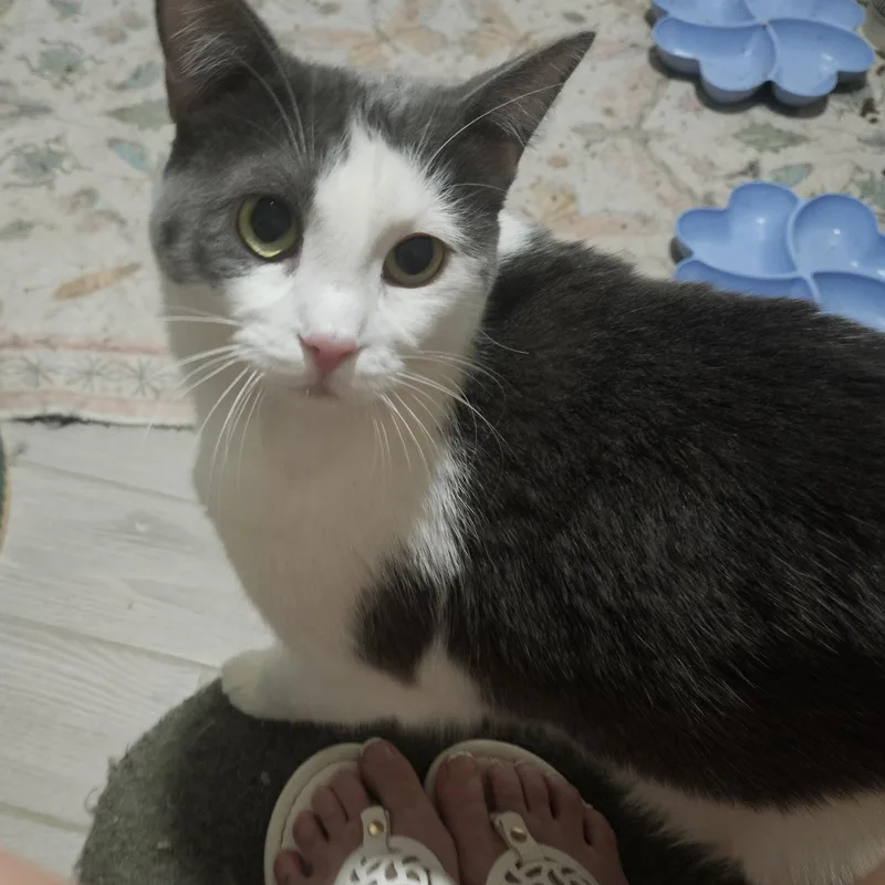 Buttercup thumbnail 2