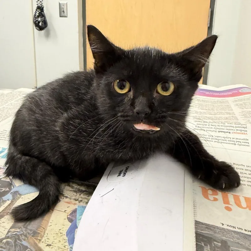 A baby small-sized male Domestic Short Hair cat named Grady for adoption in Jacksonville, FL