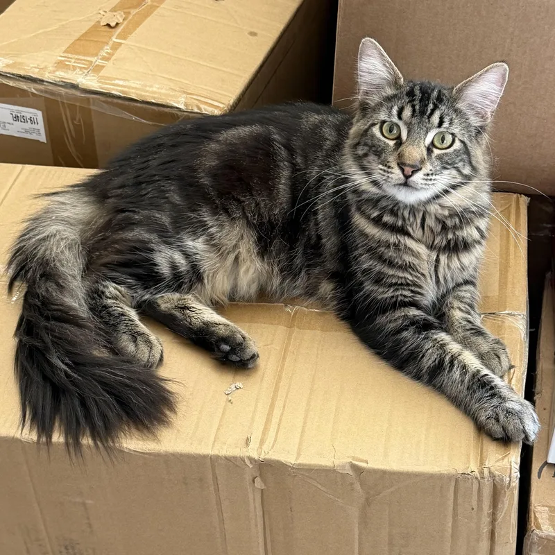 Fluffy Garvey Boy thumbnail 2