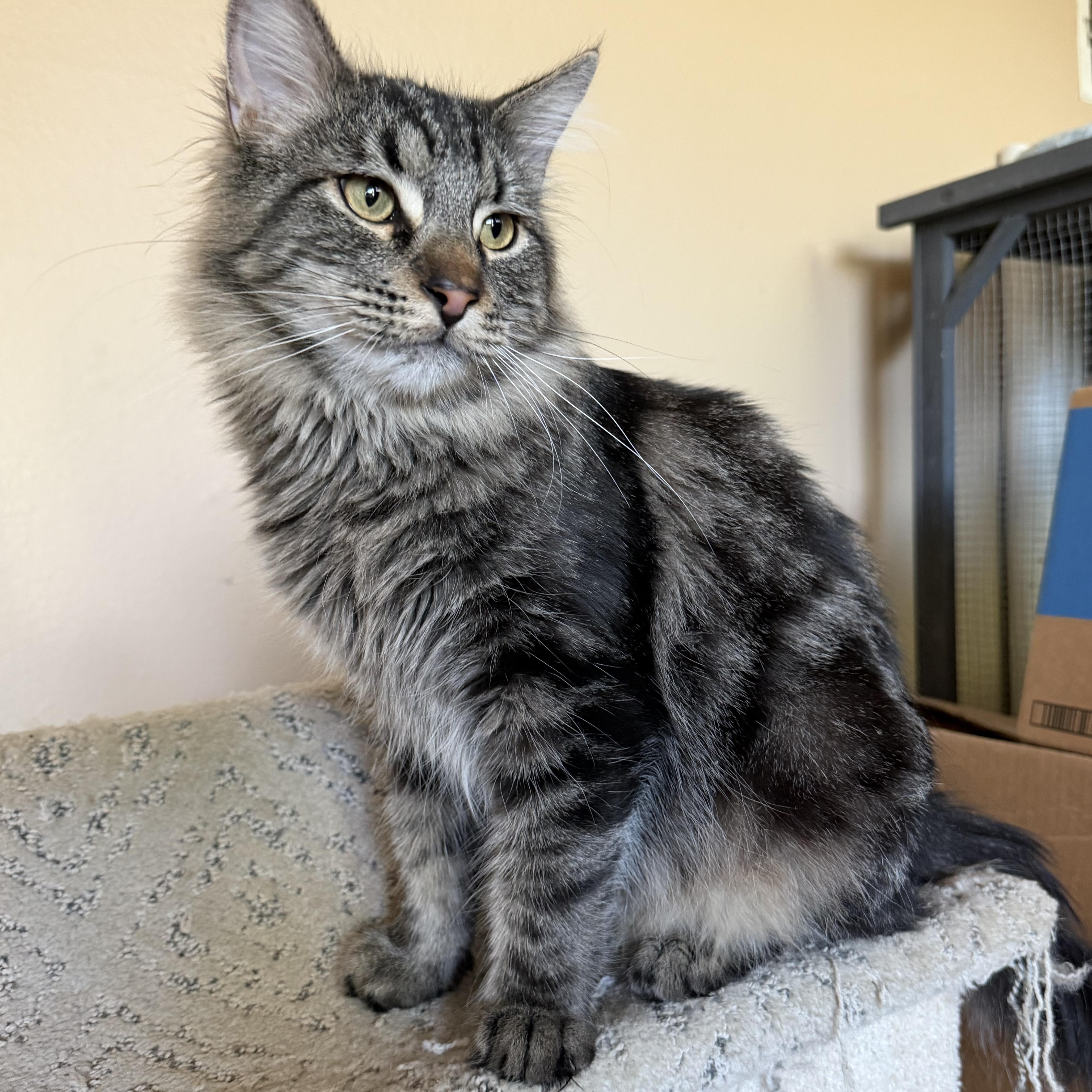 Fluffy Garvey Boy thumbnail 3