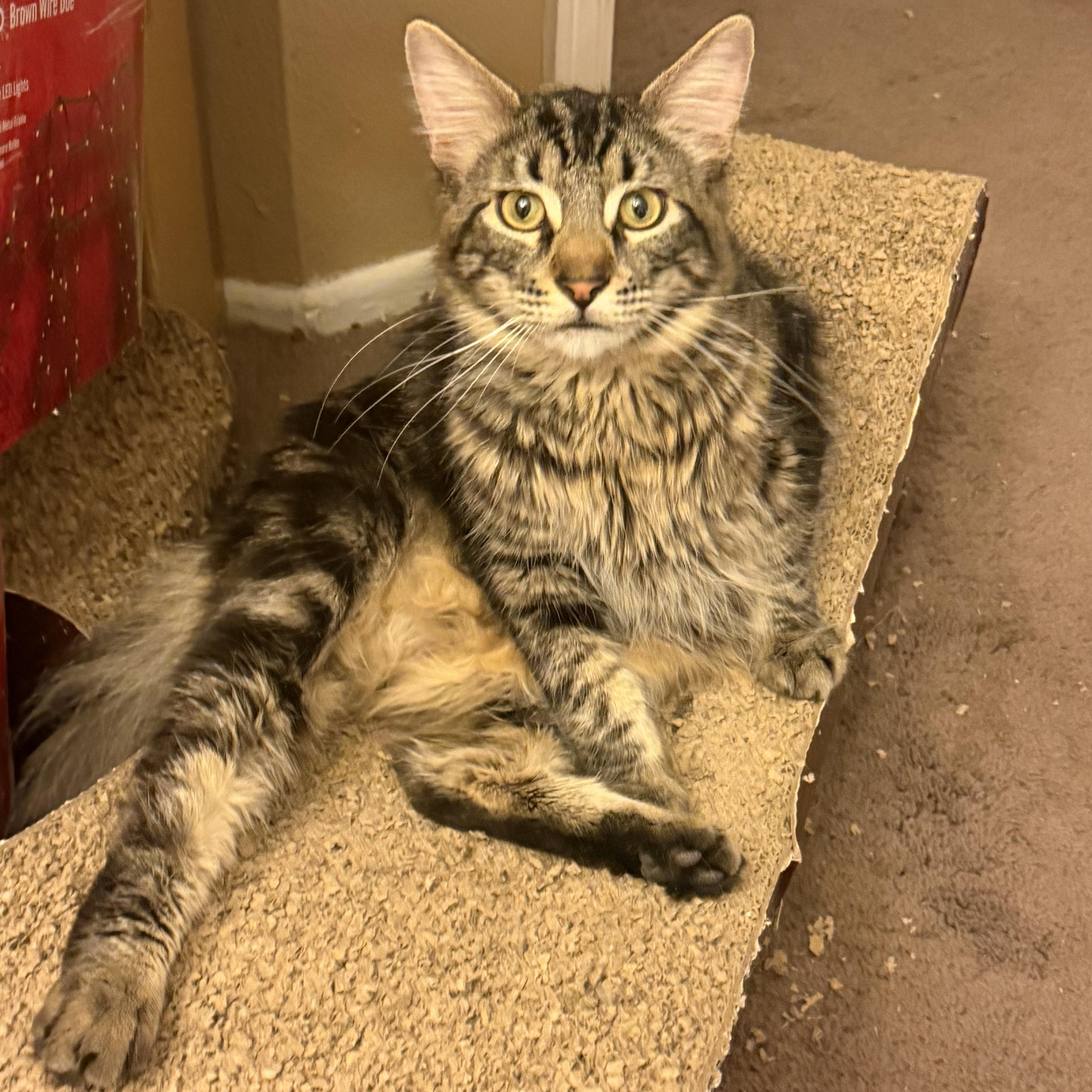 Fluffy Garvey Boy thumbnail 4