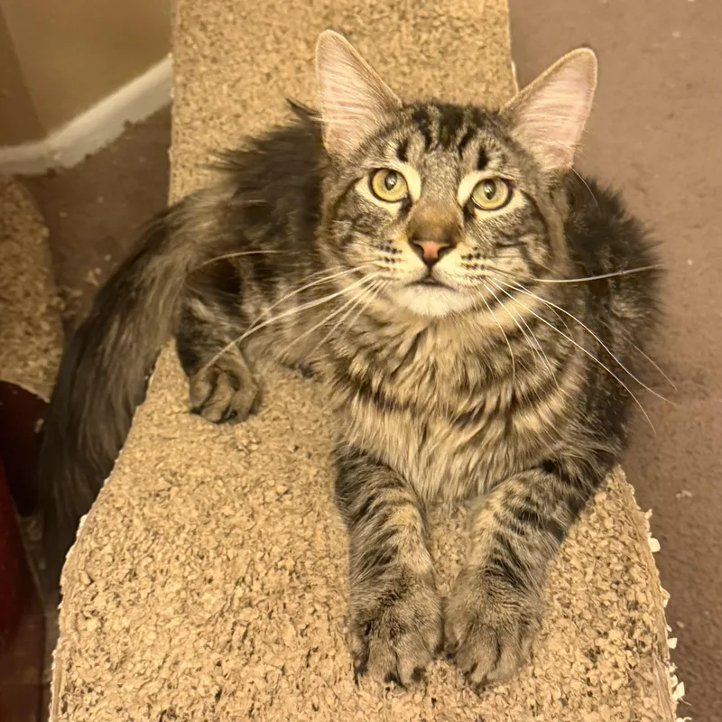 Fluffy Garvey Boy thumbnail 5