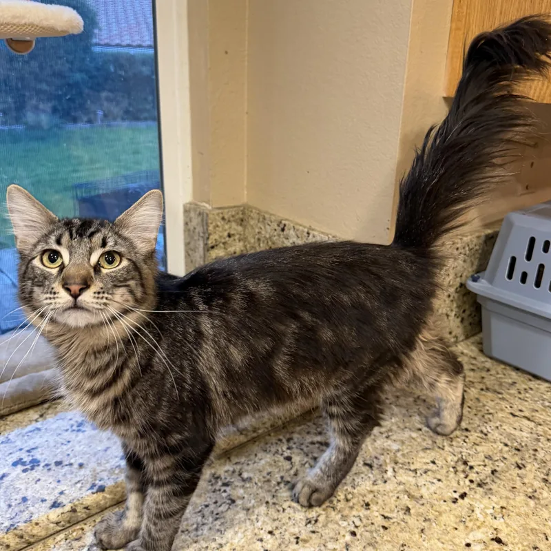 Fluffy Garvey Boy thumbnail 6