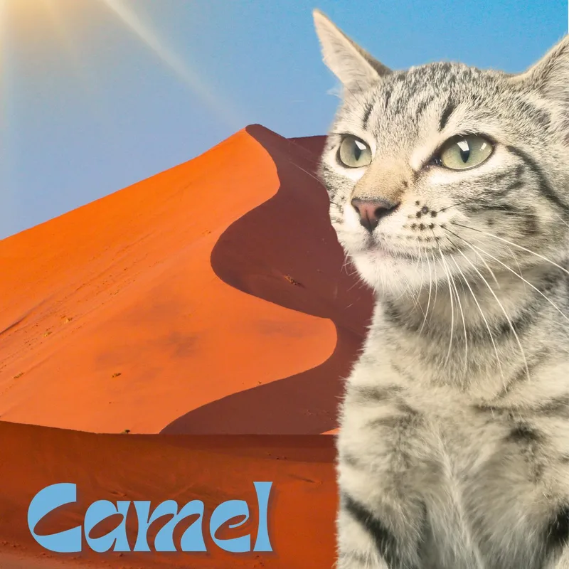 A young small-sized female Tabby (Gray / Blue / Silver) Domestic Short Hair cat named Camel for adoption in Aransas Pass, TX