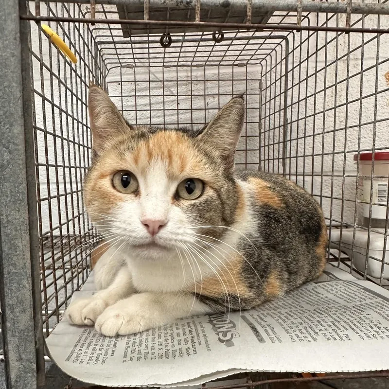 An adult small-sized female Calico Domestic Short Hair cat named Joanie for adoption in Leander, TX